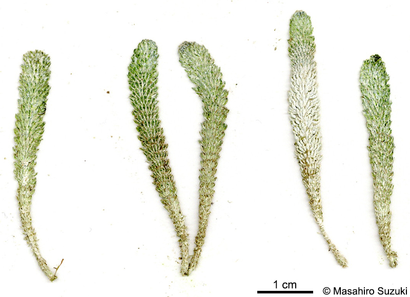 イソスギナ Halycoryne wrightii